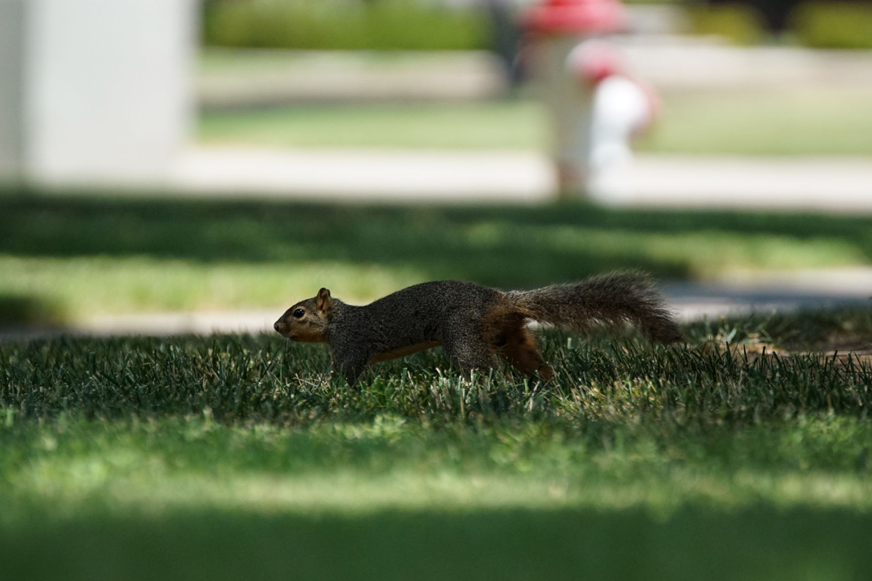 Squirrel